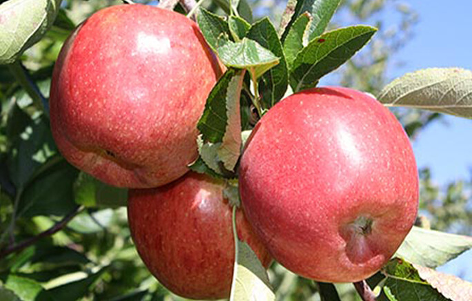 Jablka Braeburn